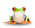 frog.jpg