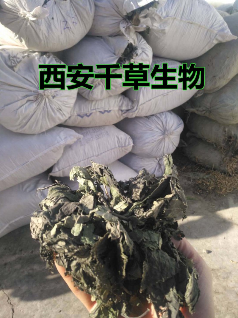 西安千草生物