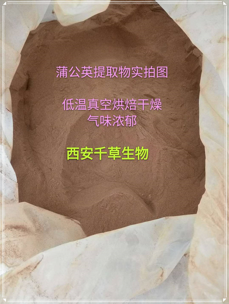 蒲公英实拍图