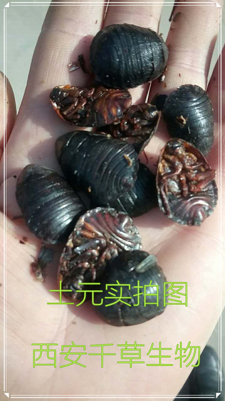 土元实拍图22