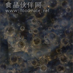 AM412Z手持式显微镜(偏光镜)