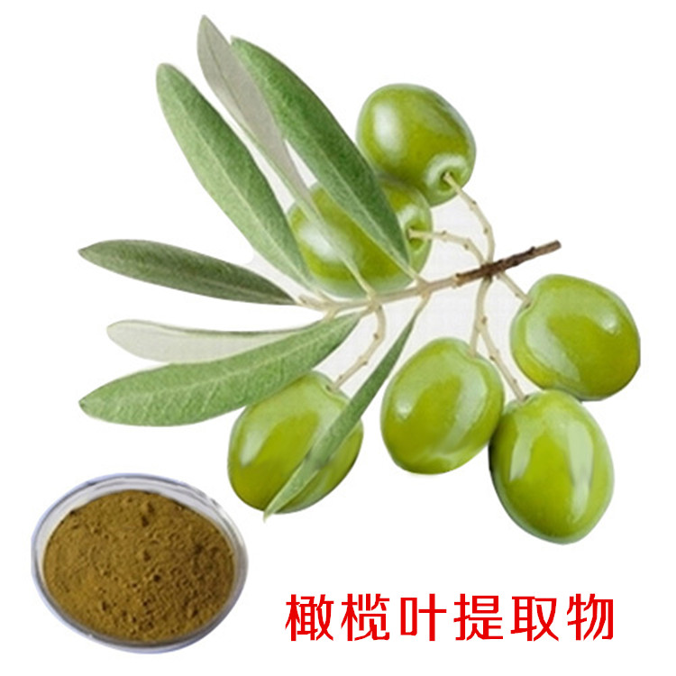 橄榄叶提取物
