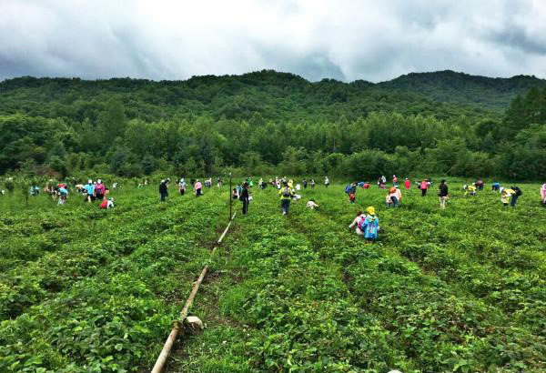 原材料种植基地1