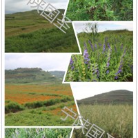 红茶提取物 红茶速溶粉原料厂家宁陕国圣现货包邮