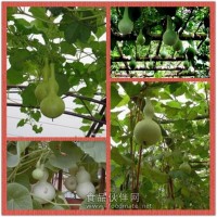 葫芦提取物粉 葫芦浓缩粉