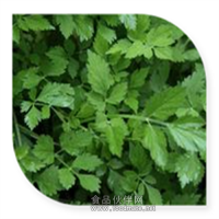 水芹粉 水芹喷雾干燥粉饮料食品添加剂