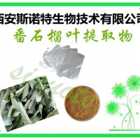 番石榴叶提取物 番石榴酸 10:1 包邮