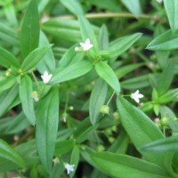 白花蛇舌草检测报告,白花蛇舌草农残检测,白花蛇舌草重金属检测