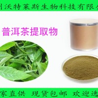 普洱茶提取物 20:1  普洱茶粉 1kg起订