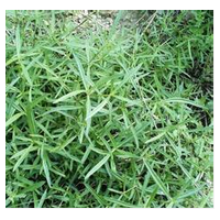 白花蛇草提取物粉 白花蛇草浓缩粉