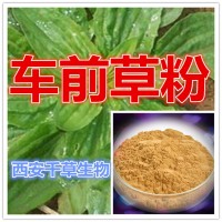 车前草浓缩粉 厂家定做牛舌草流浸膏 牛舌草颗粒