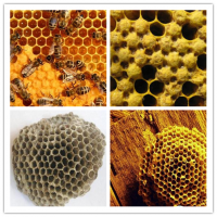 蜂房提取物  宁夏养蜂基地蜂房   蜂房粉