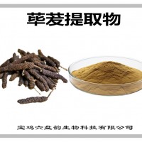 荜茇提取物 荜茇粉 药食同源原料