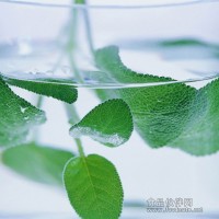 薄荷农药残留检测,重金属检测报告