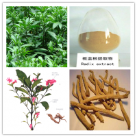 板蓝根提取物   板蓝根粉