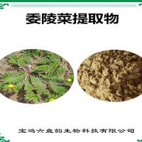 委陵菜提取物 委陵菜粉 植物提取物