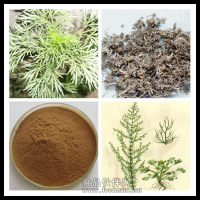土陈提取物   宁夏茵陈含量十足