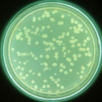 饮用水铜绿假单孢菌培养基