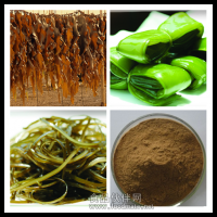 昆布提取物   海带提取物