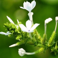 白花丹检测报告,白花丹农药残留检测机构,白花丹重金属检测项目