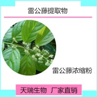 雷公藤提取物天瑞生物源头厂家雷公藤粉