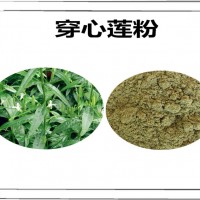 穿心莲速溶粉 厂家发货 穿心莲粉