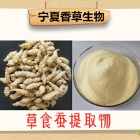 草食蚕提取物 宁夏地溜子/宝塔菜提取液 甘露子浸膏浓缩汁批发