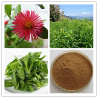 穿心莲粉厂家穿心莲提取物