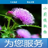 小蓟粉水溶小蓟提取物药食同源