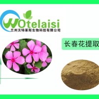 长春花提取物 10:1 长春花粉 长春花多糖