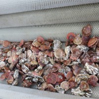 海产品清洗机  牡蛎毛辊清洗机  土豆去皮机