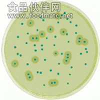 ATCC16404黑曲霉标准菌种