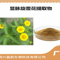 显脉旋覆花提取物 新资源食品原料 显脉旋覆花粉