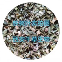 铁树叶提取物铁树叶浓缩粉铁树叶浸膏粉 厂家生产定制铁树叶浸膏