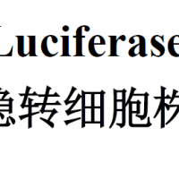 Luciferase稳转细胞株