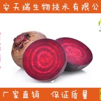 甜菜根粉 喷雾干燥粉 供应食品级原料粉