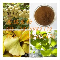 白果提取物   白果浸膏粉