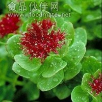红景天浓缩粉