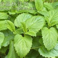 蜜蜂花提取物