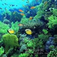 海藻提取物    海藻粉   海藻浸膏粉