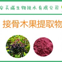 接骨木果粉 接骨木莓粉 接骨木提取物 喷雾干燥