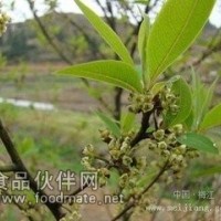 荜澄茄提取物     荜澄茄浸膏粉
