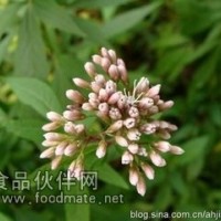 佩兰粉