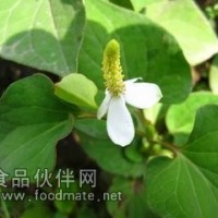 鱼腥草提取物厂家供应
