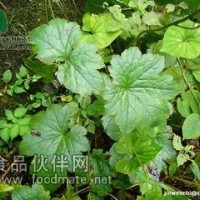 升麻粉供应