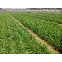 韭菜籽粉 韭菜籽提取物