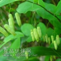 黄精提取物   黄精粉   黄精浸膏粉 龙衔、太阳草、白及
