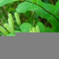 黄精粉-黄精浸膏