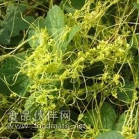 菟丝子粉-厂家