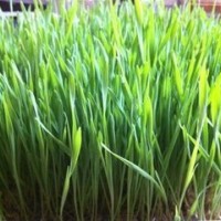 青稞苗速溶粉